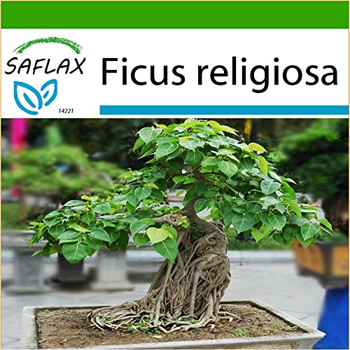 SAFLAX - Higuera sagrada - 100 semillas - Con sustrato estéril para cultivo - Ficus religiosa