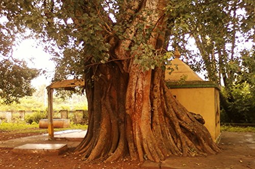 SAFLAX - Higuera sagrada - 100 semillas - Con sustrato estéril para cultivo - Ficus religiosa