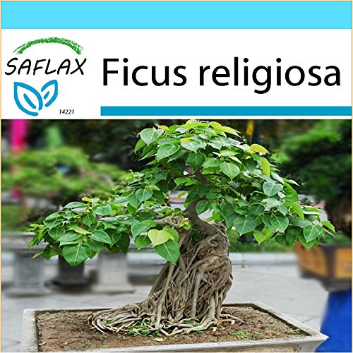 SAFLAX - Set regalo - Higuera sagrada - 100 semillas - Con caja regalo/envío, etiqueta para envío, tarjeta de felicitación y sustrato de cultivo y fertilizante - Ficus religiosa