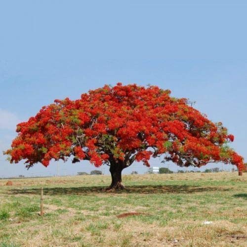 ScoutSeed 10 SEMI DELONIX REGIA"Flamboyant albero del fuoco"