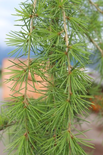 Semillas 10PCS sagrada japonesa Cedar Semillas Bonsai Árbol de la planta de interior casera de las semillas decoración del jardín Miniascape