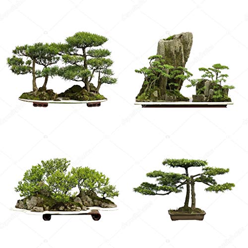 Semillas 10PCS sagrada japonesa Cedar Semillas Bonsai Árbol de la planta de interior casera de las semillas decoración del jardín Miniascape