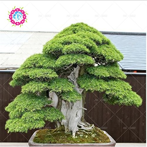 semillas deodara edrus Cedrus Deodara de coníferas semillas de árboles bonsai de interior Planta de luz azul Deodara Cedar semillas 10pcs / bag 1