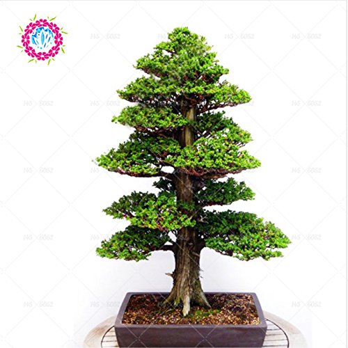 semillas deodara edrus Cedrus Deodara de coníferas semillas de árboles bonsai de interior Planta de luz azul Deodara Cedar semillas 10pcs / bag 1