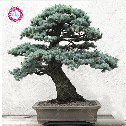 semillas deodara edrus Cedrus Deodara de coníferas semillas de árboles bonsai de interior Planta de luz azul Deodara Cedar semillas 10pcs / bag 1