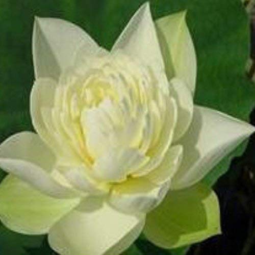 SwansGreen 2 : 10 pcs/pack Bonsai B Lotus Seed Hydroponic Plants Aquatic Plants Flower Seeds Pot Water Lily Seeds for Home Garden 2