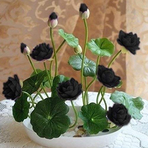 SwansGreen 2 : 10 pcs/pack Bonsai B Lotus Seed Hydroponic Plants Aquatic Plants Flower Seeds Pot Water Lily Seeds for Home Garden 2