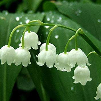 Vista Graines de Fleurs de muguet, graines d'orchidée en Cloche, arôme Riche, graine de Fleur de bonsaï, orchidées multicolores-20 graines