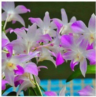 VISTARIC Blanca: Semillas de flores envÃ­o libre de semillas de orquÃ­deas cattleya orquÃ­dea mariposa multicolor bonsai monoflord semilla - 10 semillas