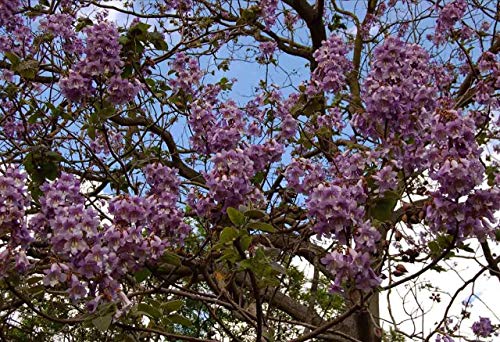 11.11 Venta grande! 50 / bolsa de semillas de rápido crecimiento Paulownia púrpura semillas de árboles raros para la decoración de establecimiento casa