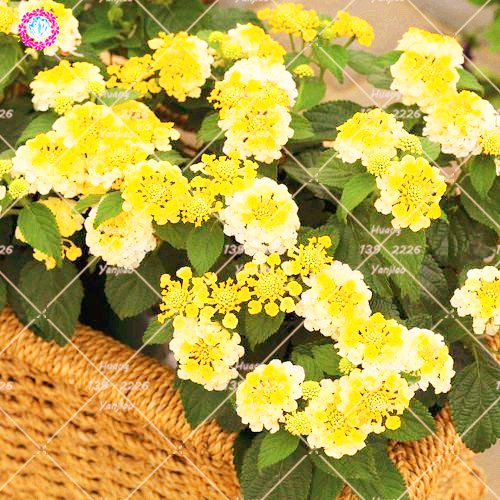 50 PCS Lantana camara Semillas de cinco colores Hydrangea Semillas Semillas raras magníficos de la flor de la planta perenne Bonsai Para el hogar Jardín 5