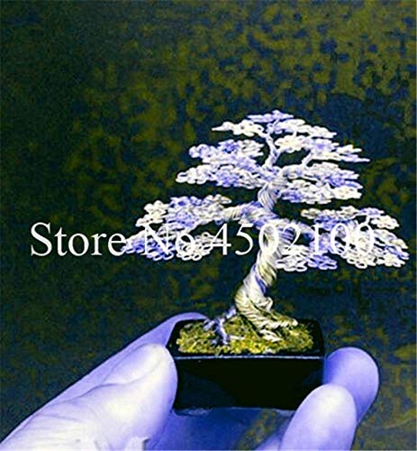 Bloom Green Co. Autã©Ntico !50 Unids Red Juniper Bonsai Interior Mini Ãrbol Flores en Maceta Planta de Semillas Oficina Purificar El Aire Absorber Gases DaÃ±Osos Junipe: 17