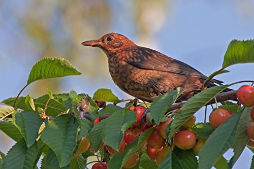 ISOTRONIC® Defensa de Palomas, Espantapájaro para el balcón, Alimentado por batería, Protección por ultrasonido y con Alto Alcance - Paquete de 2 Piezas