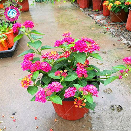 Nueva Lantana camara en maceta semillas 50Pcs / bolso flores raras para el jardín de planta las flores Bonsai Semillas de Flores del envío 2