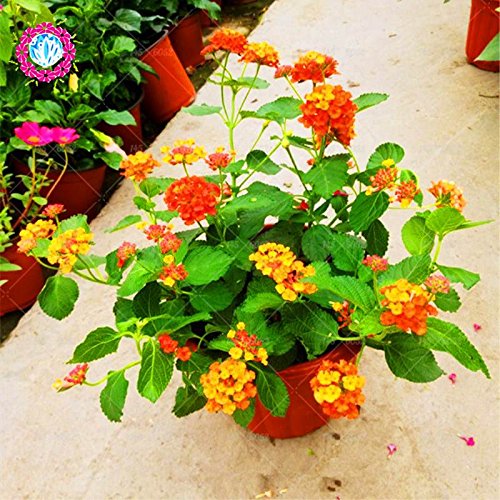 Nueva Lantana camara en maceta semillas 50Pcs / bolso flores raras para el jardín de planta las flores Bonsai Semillas de Flores del envío 2