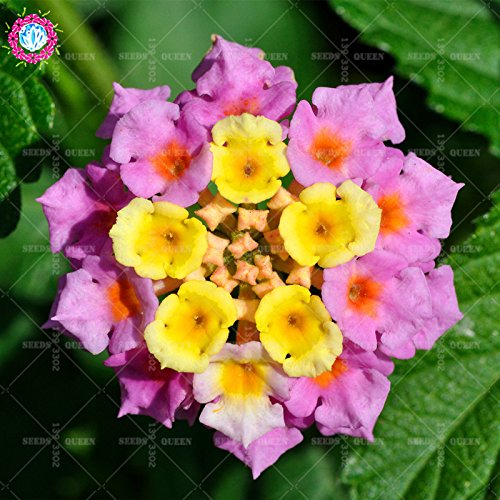 Nueva llegada !!! 100 PC / porción Lantana camara semillas de flores, hierbas raras perenne magnífico planta del árbol Bonsai Para el hogar Jardín de semillas en macetas 2