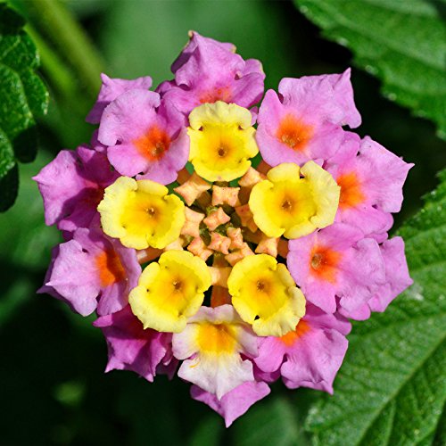 Nueva llegada !!! 100 PC / porción Lantana camara semillas de flores, hierbas raras perenne magnífico planta del árbol Bonsai Para el hogar Jardín de semillas en macetas 2