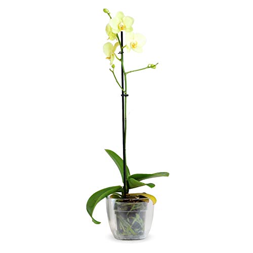 Orquídea Phalaenopsis - Planta Natural - Envíos sólo a Península