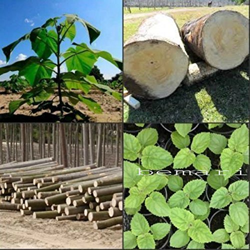 Paulownia elongata más de 100 semillas frescas regalo real árbol de crecimiento rápido