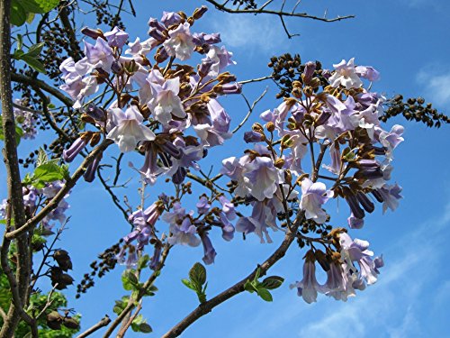 SAFLAX - Paulonia - 200 semillas - Paulownia tomentosa