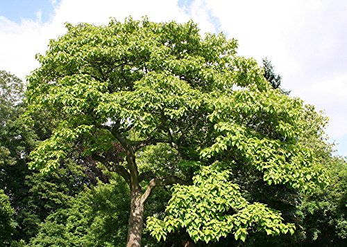 SAFLAX - Paulonia - 200 semillas - Paulownia tomentosa