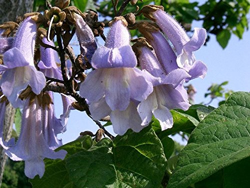 SAFLAX - Paulonia - 200 semillas - Paulownia tomentosa