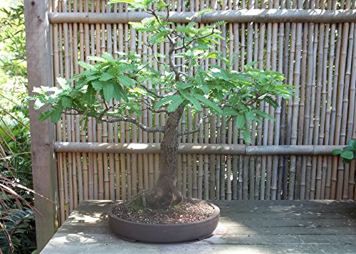 SAFLAX - Tamarindo - 4 semillas - Con sustrato estéril para cultivo - Tamarindus indica