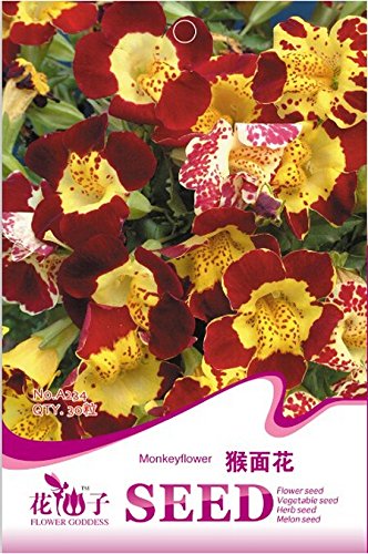 Semillas de flor de la cara del mono Mimulus, paquete original, 30 semillas / paquete, almizcle A234 Flores planta perenne