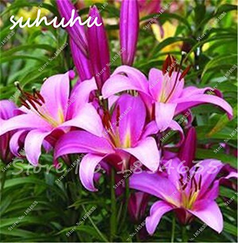 SwansGreen venta caliente 100Pcs Lily semillas, flor del lirio, (No lirio de los bulbos), Semillas Lilium de flores, olor débil, Bonsai Tiesto para plantas del jardín de 10