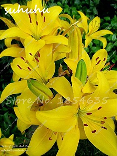 SwansGreen venta caliente 100Pcs Lily semillas, flor del lirio, (No lirio de los bulbos), Semillas Lilium de flores, olor débil, Bonsai Tiesto para plantas del jardín de 10