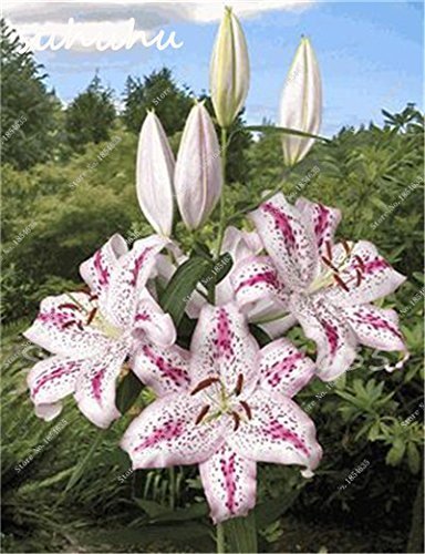 SwansGreen venta caliente 100Pcs Lily semillas, flor del lirio, (No lirio de los bulbos), Semillas Lilium de flores, olor débil, Bonsai Tiesto para plantas del jardín de 10