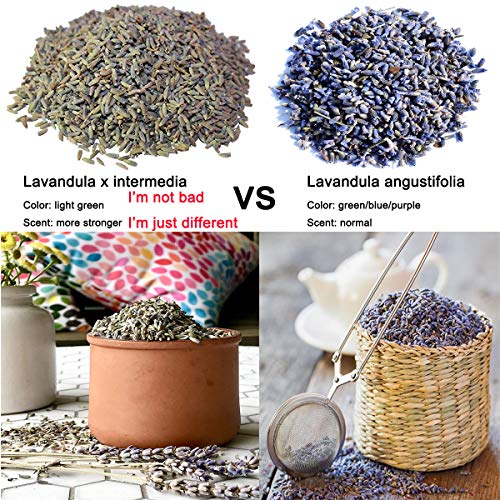 TooGet Brotes de Lavanda Ultra Fragantes, 100% de Las Tierras Altas Crudas Cultivan Flores de Lavandula x Intermedia (Lavandin) Al por Mayor, Flores de Lavanda de Grado Superior - 225g