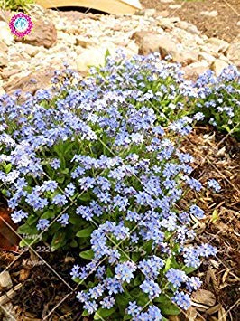 Vistaric 100 Unids Woodland No me Olvides Semillas Myosotis Sylvatica Perennials Bonsai Flores Semillas Naturaleza Fresca Flor Plantas de Jardín de Casa