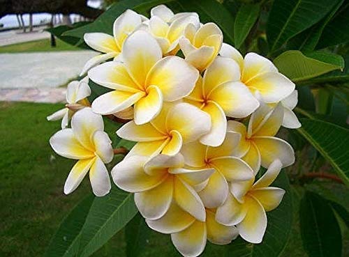 100 Semillas Home Garden Frangipani Plumeria Rubra Lei Semillas De Flores De Huevo Semillas De Flores