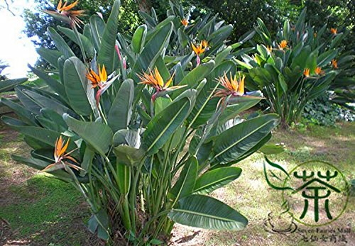 100 Semillas Inicio Jardín Frangipani Plumeria rubra Lei flor de huevo Semillas de flores