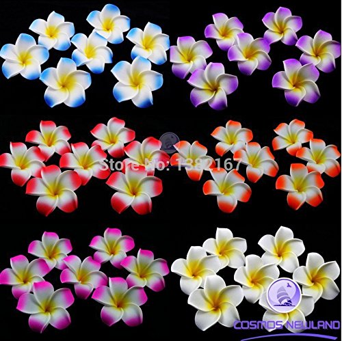 20 semillas Semillas Inicio Jardín Frangipani Plumeria rubra Lei flor de huevo