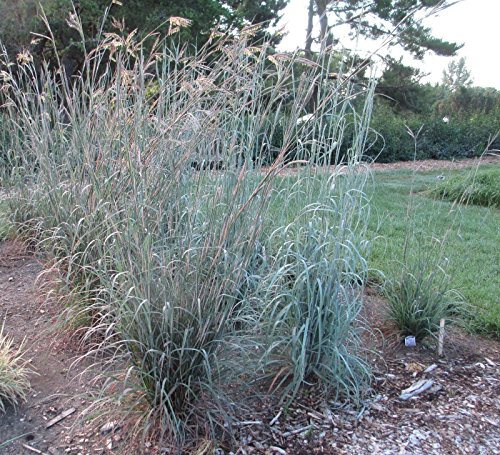 500 + Semillas tallo azul Americian nativo de la pradera de hierba ornamental aglutinación secos