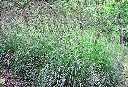 500 + Semillas tallo azul Americian nativo de la pradera de hierba ornamental aglutinación secos