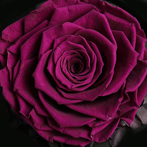 ANLUNOB Rosa encantada Hecha a Mano Rosa para Siempre - Regalo del día de Aniversario Rosa preservada - Regalo de cumpleaños Flores Frescas - Anuncio de Belleza La Rosa de la Bestia para Novia