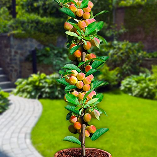 Árboles frutales en columna - Lote de 8 árboles (2cerezos,2 manzanos,2 perales,2 albaricoqueros) -80 cm de altura -Ideal para balcones, terrazas, pequeños jardines -Apto para macetas y terreno abierto