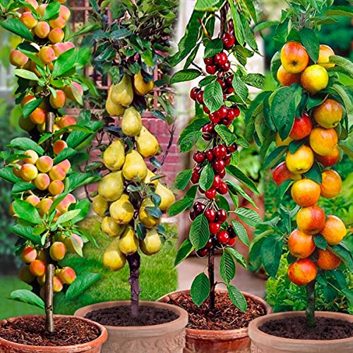 Árboles frutales en columna - Lote de 8 árboles (2cerezos,2 manzanos,2 perales,2 albaricoqueros) -80 cm de altura -Ideal para balcones, terrazas, pequeños jardines -Apto para macetas y terreno abierto