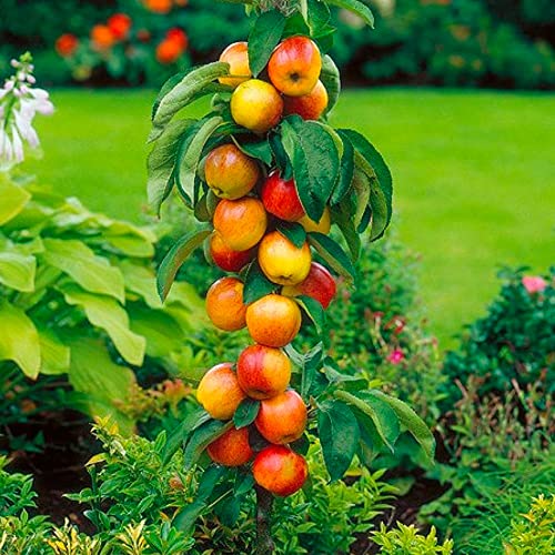 Árboles frutales en columna - Lote de 8 árboles (2cerezos,2 manzanos,2 perales,2 albaricoqueros) -80 cm de altura -Ideal para balcones, terrazas, pequeños jardines -Apto para macetas y terreno abierto