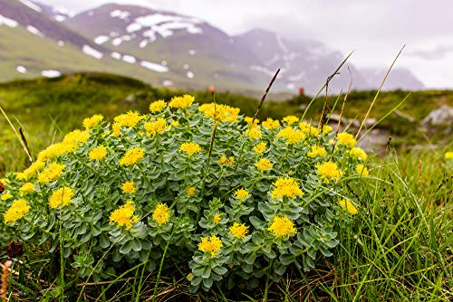 BESTME RHODIOLA ROSEA comprimidos 300mg. Suplemento para la memoria y el rendimiento mental Resistencia , Mejora el estado de ánimo - Control del Estrés - 3% de Rosavinas.30 Cápsulas