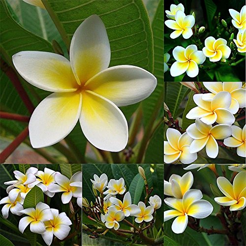 C-LARSS 100Pcs / Bolsa Semillas Plumeria Rubra Frangipani Hawaiian Lei Semillas De Flores Plantas De Jardín