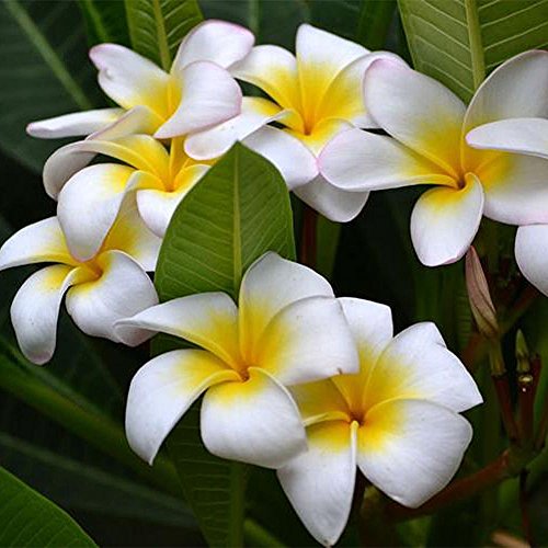 C-LARSS 100Pcs / Bolsa Semillas Plumeria Rubra Frangipani Hawaiian Lei Semillas De Flores Plantas De Jardín