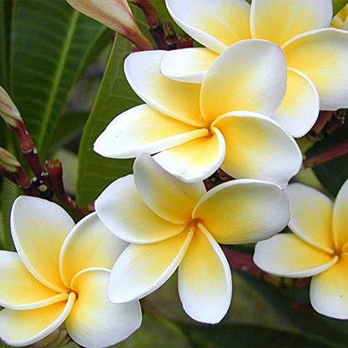 C-LARSS 100Pcs / Bolsa Semillas Plumeria Rubra Frangipani Hawaiian Lei Semillas De Flores Plantas De Jardín