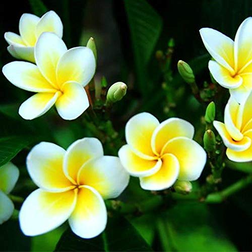 C-LARSS 100Pcs / Bolsa Semillas Plumeria Rubra Frangipani Hawaiian Lei Semillas De Flores Plantas De Jardín