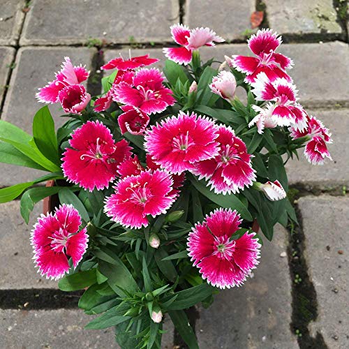 Dianthus Sweet William Flower Seed 40+ Mix de plantas Semillas de flores sin OGM Dianthus barbatus