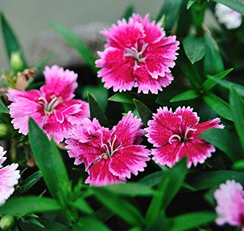 Dianthus Sweet William Flower Seed 40+ Mix de plantas Semillas de flores sin OGM Dianthus barbatus