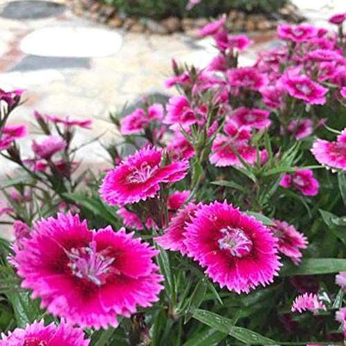 Dianthus Sweet William Flower Seed 40+ Mix de plantas Semillas de flores sin OGM Dianthus barbatus